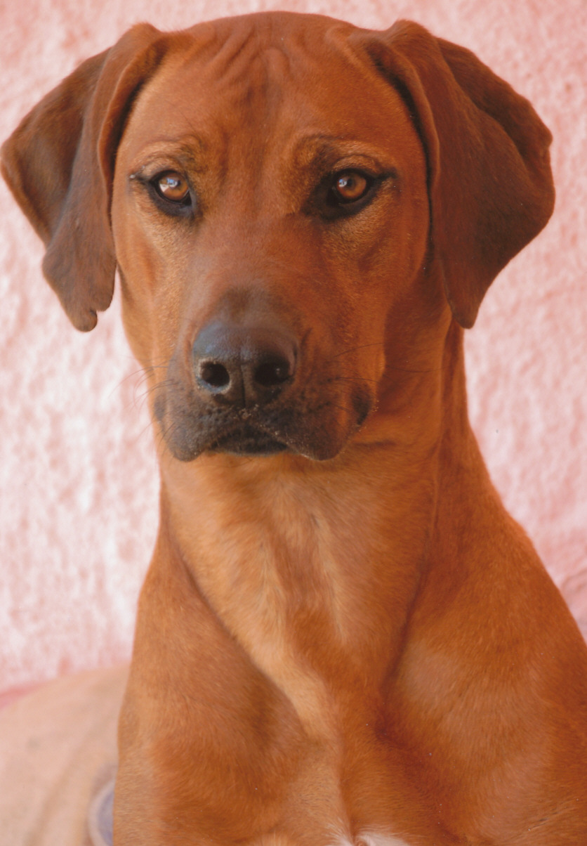 shangani rhodesian ridgebacks