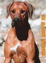 Multi-CH Shangani Bamuthi Rai