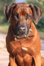 Multi-CH Shangani Eshe Yachter