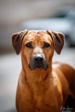  Multi-CH Shangani Jaeger Lord Lion