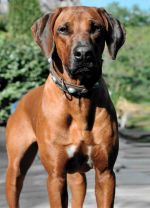 Rhodesian Ridgeback - Shangani Sana Enea