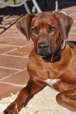 Rhodesian Ridgeback - Shangani Shujaa Fumane