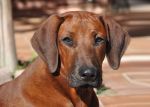 Rhodesian Ridgeback - Shangani Ume Lubaya