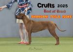 Rhodesian Ridgeback - Shangani Tefle Isoke
