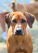 Rhodesian Ridgeback - Shangani Vema Onana