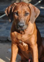 Rhodesian Ridgeback - Shangani Bin Rufa Xam Ariib