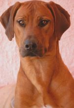 Multi-CH Shangani Great Chumbe Chikadzi