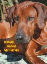 Multi-CH Shangani Dandane Weltevreden