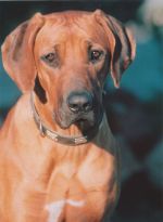 Multi-CH Shangani Enema Xhabbo