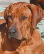 Multi-CH Shangani Eshe Asante