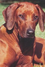 Shangani Pansa Dafina