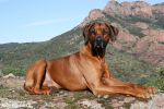 Rhodesian Ridgeback Shangani Umvutcha Lonzo