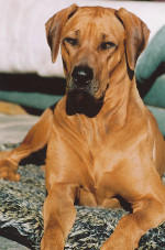 Shangani Chinaka Ubeja