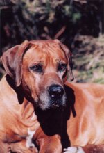 Rhodesian Ridgeback Multi-Ch Umvutcha Matobo of Shangani
