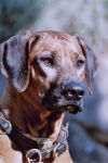 Shangani - Rhodesian Ridgebacks - Shangani Pea Doya