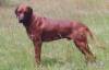 Shangani - Rhodesian Ridgebacks - Shangani Pansa Dafina