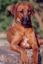 Shangani Amageba Qhawe