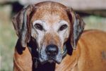 Rhodesian Ridgeback Sarula Chikadzi of Shangani