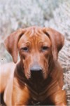 Rhodesian Ridgeback Shangani Eshe Asante
