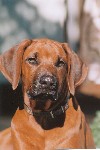 Rhodesian Ridgeback Shangani Eshe Yachter